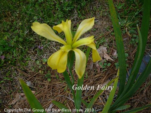Golden Fairy 